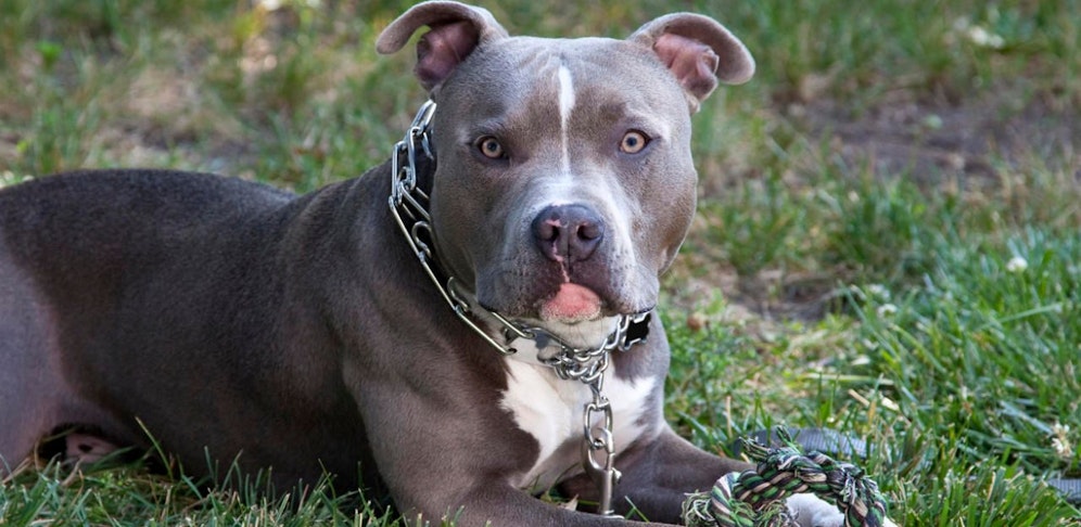 Ein Pitbull verletzte einen Kleinkind schwer