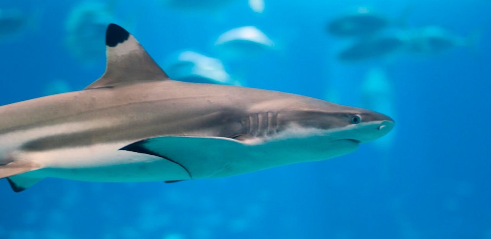 Ein solcher Schwarzspitzen-Riffhai hat die 27-Jährige in der Kealakekua Bay angegriffen