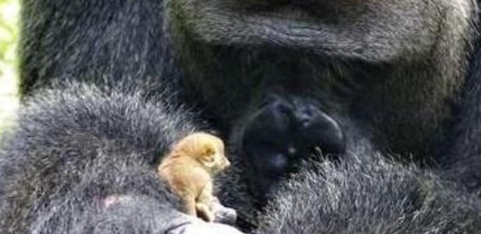 Riesiger Gorilla spielt mit süßem Mini-Affen