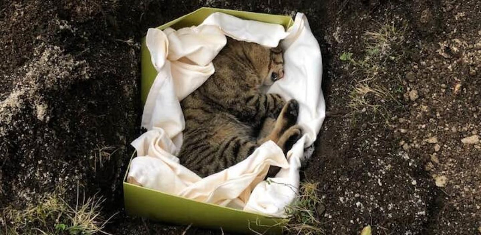Falsche Katze begraben, Exhumierung ergebnislos