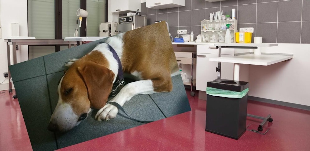 "Bella" wurde am Tag danach von ihren Qualen erlöst.