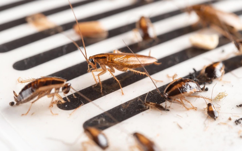 Bei den Schädlingen handelt es sich laut "Bild" um Schaben. (Symbolbild)