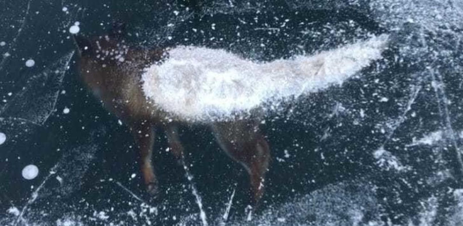 Fuchs friert nach Sturz in Weißensee in Eisdecke fest
