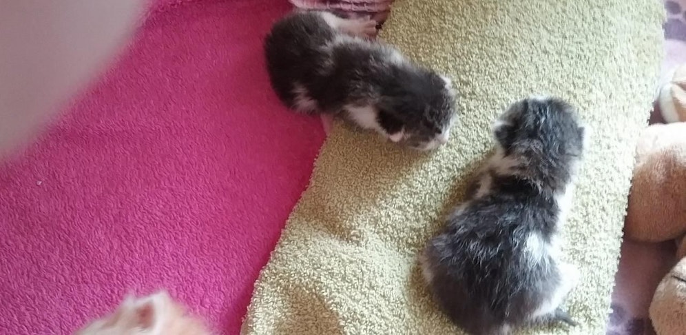 Die Kleinen wurden verladen und am Förderband entdeckt.