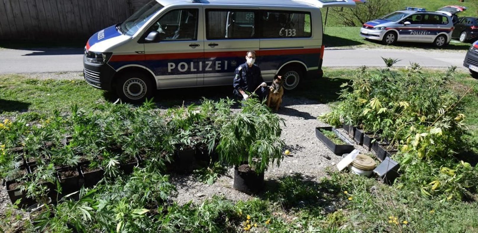 Die Polizei entdeckte durch einen Hinweis eine Indoor-Gras-Plantage im Pielachtal.