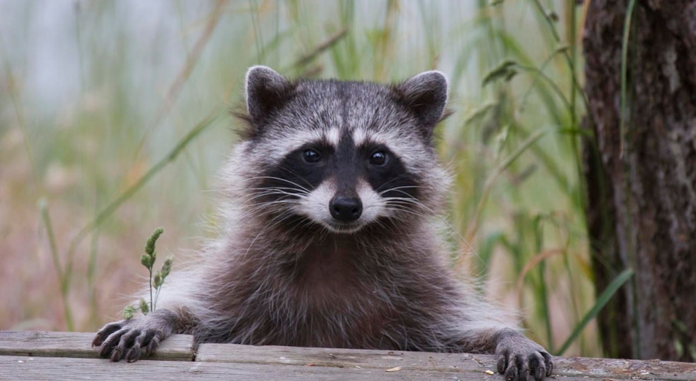 Ein Waschbär hat in Bayern einen Polizeieinsatz ausgelöst. Das Tier war beschwipst! (Symbolfoto)