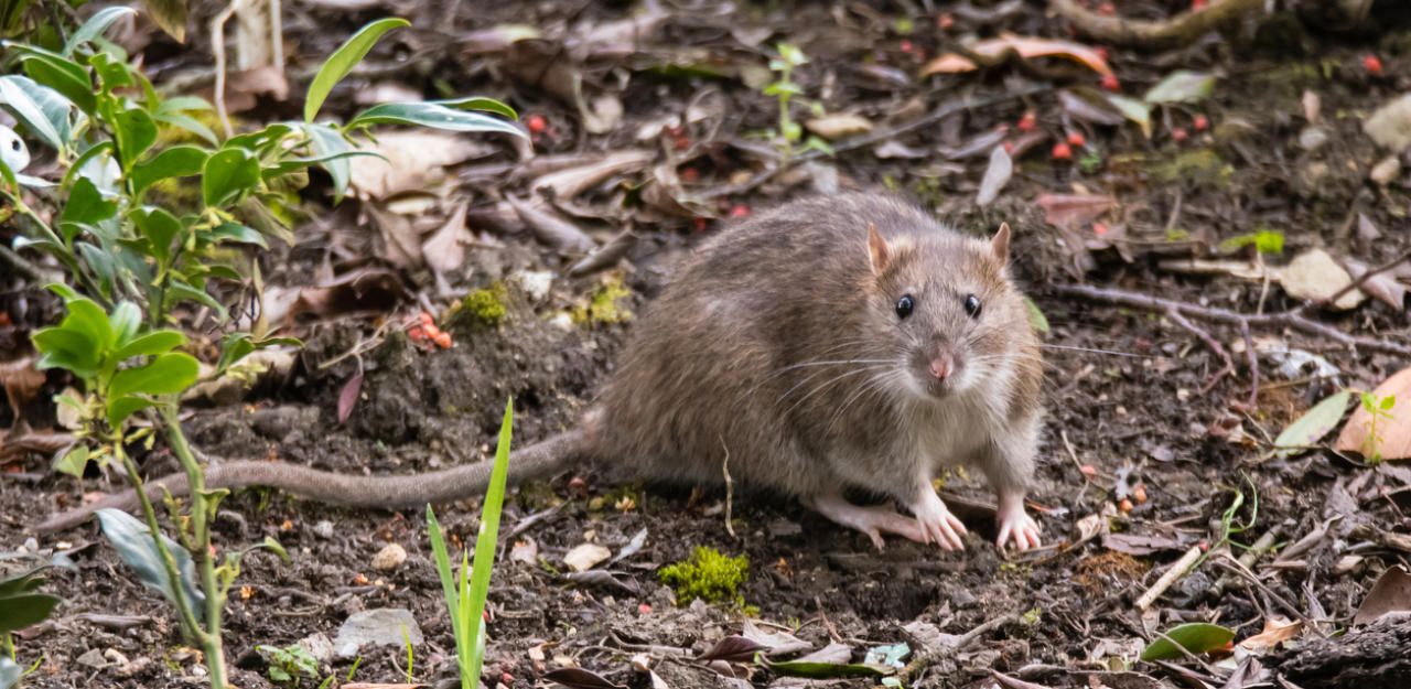 So krank sind die Kanalratten in Wien Heute.at