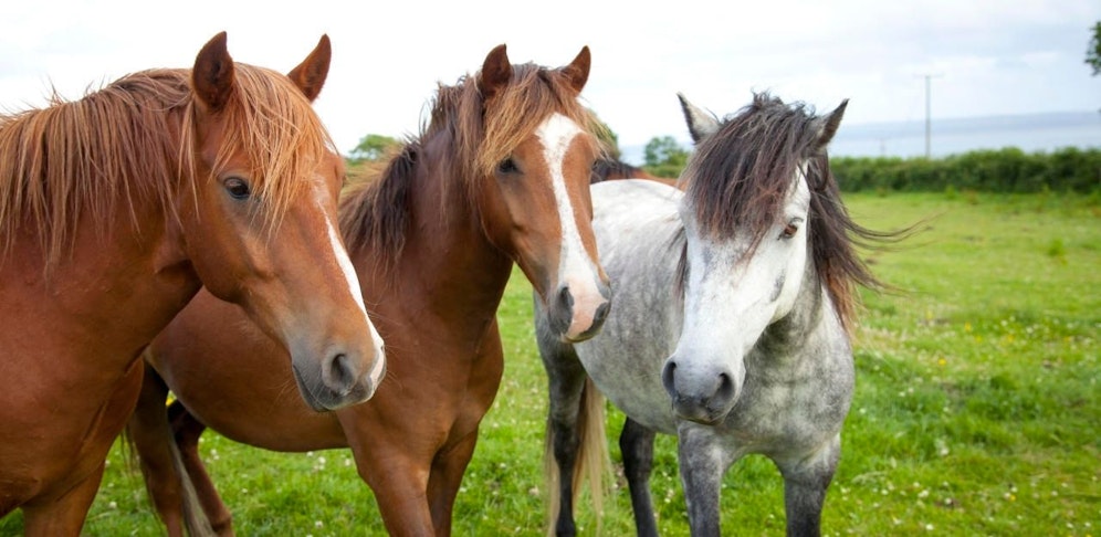 Fünf Monate nach dem Tod einer Reiterhof-Chefin hat die Polizei einen Tatverdächtigen festgenommen.