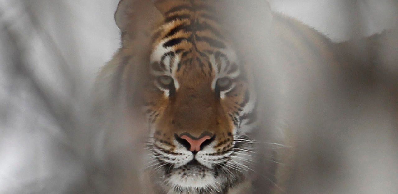 Heute.at - Tiger mit Zahnweh bittet Menschen um Hilfe