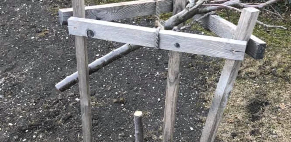Eines der zersägten Bäumchen in der Gemeinde Ebreichsdorf.