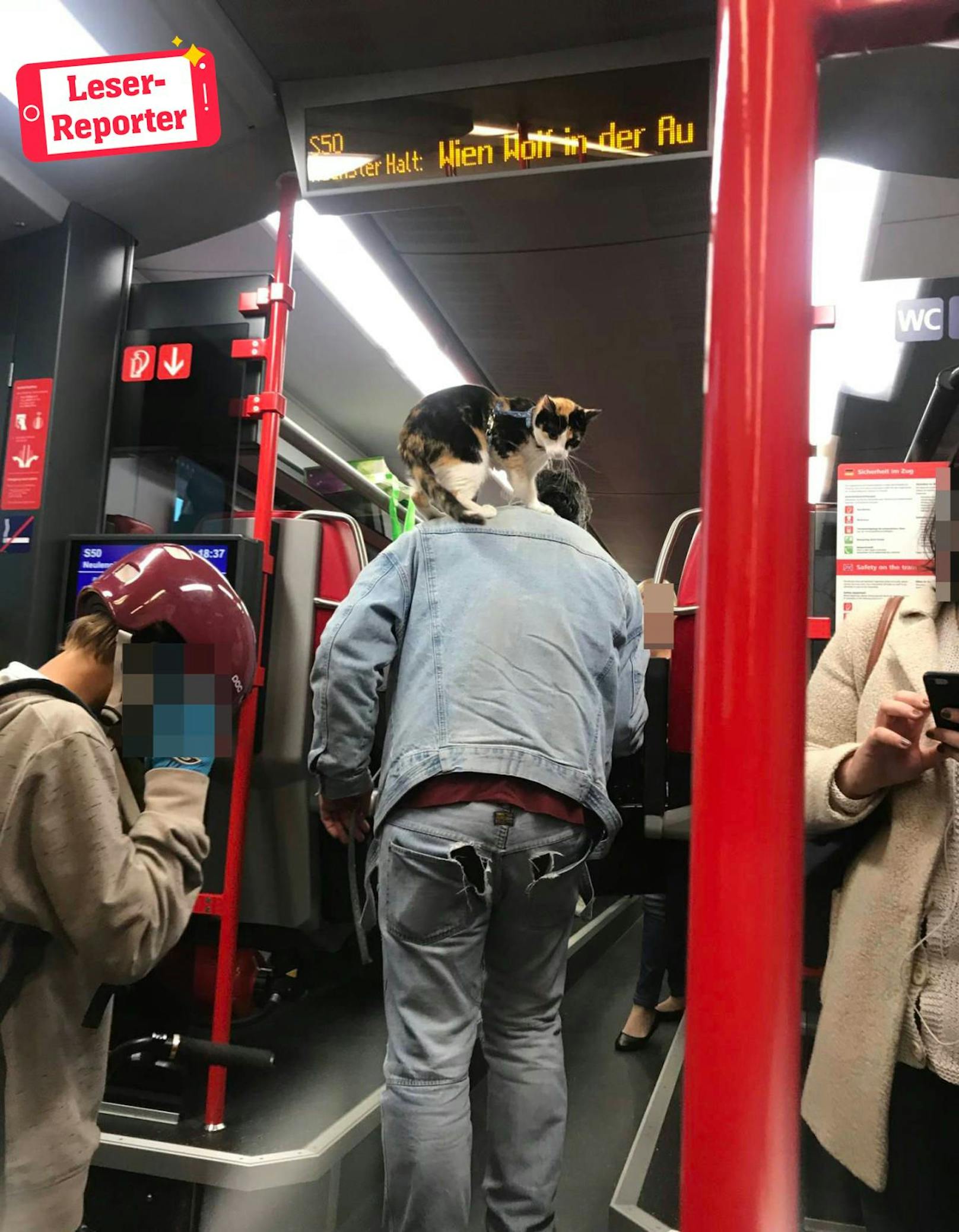 Mann fährt mit Katze auf Schulter mit der S50