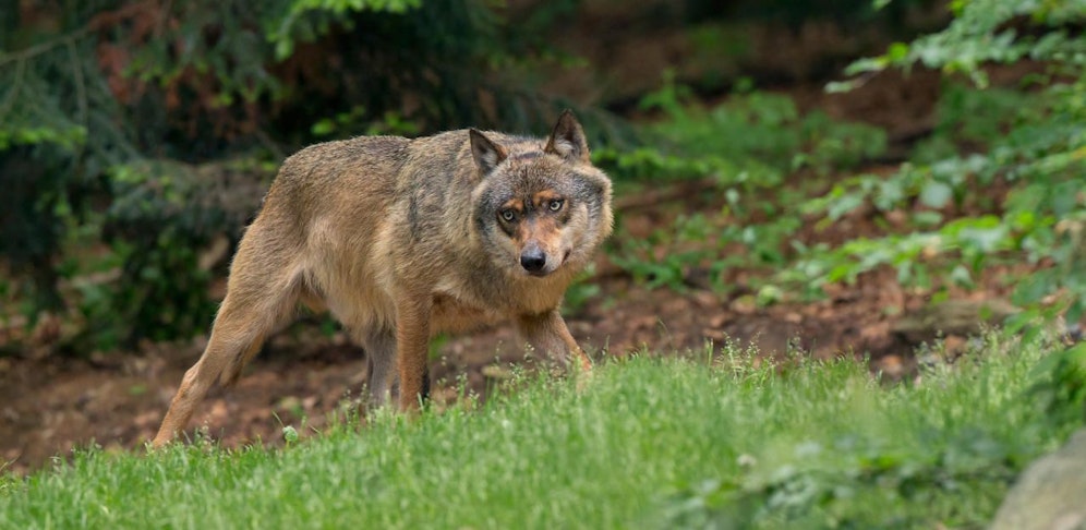 Schlug der Wolf wieder in Niederösterreich zu?