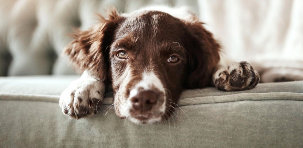 Frau ließ Hunde ohne Wasser und Futter zurück.