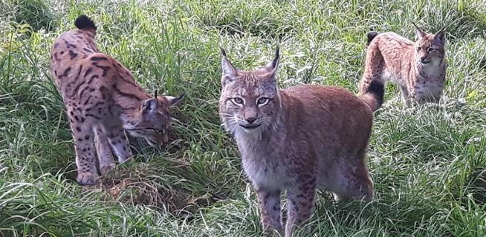 Eine Luchsmama mit ihrem Nachwuchs büxte aus, Einfangversuche blieben bisher erfolglos.