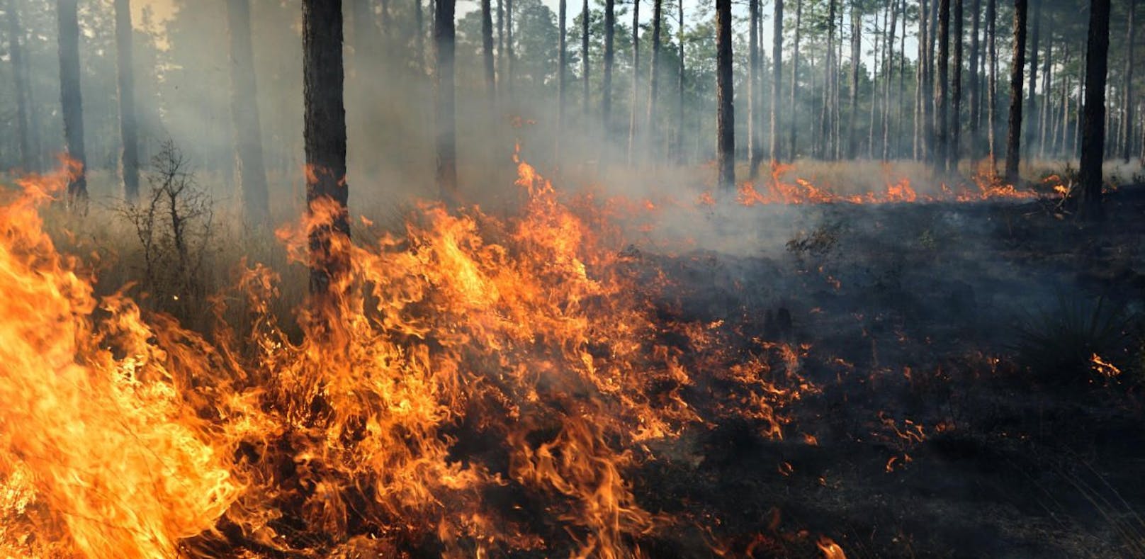 Gefahr von Waldbränden ist in NÖ groß, hohe Strafen drohen.