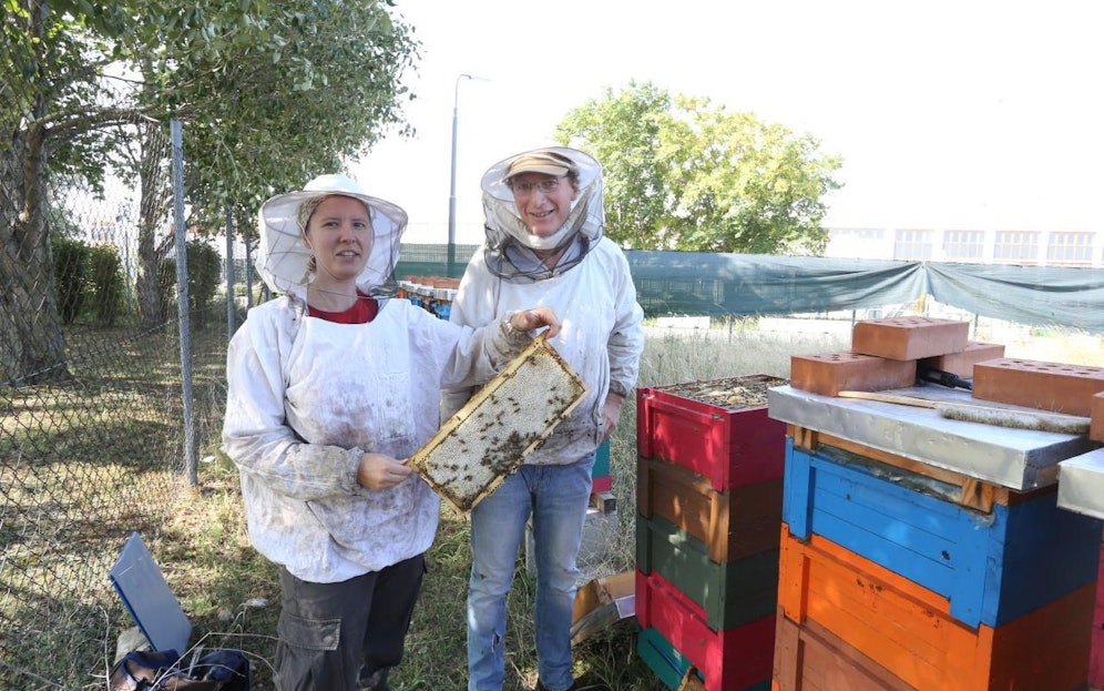 Die Rekordernte im Solarkraftwerk Liesing freut die Imker Doris Post und Felix Munk (v.li.) ganz besonders.