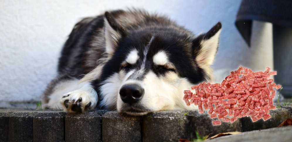 Husky wurde mit Präparat vergiftet.