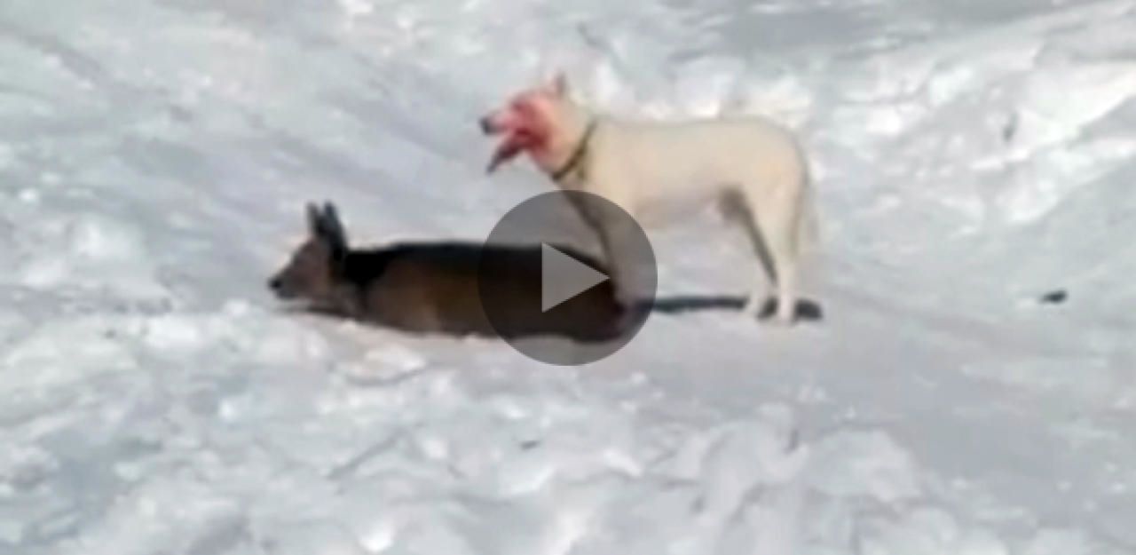 Hund Reißt Reh Mitten Auf Einer Skipiste Österreich Heuteat 0575