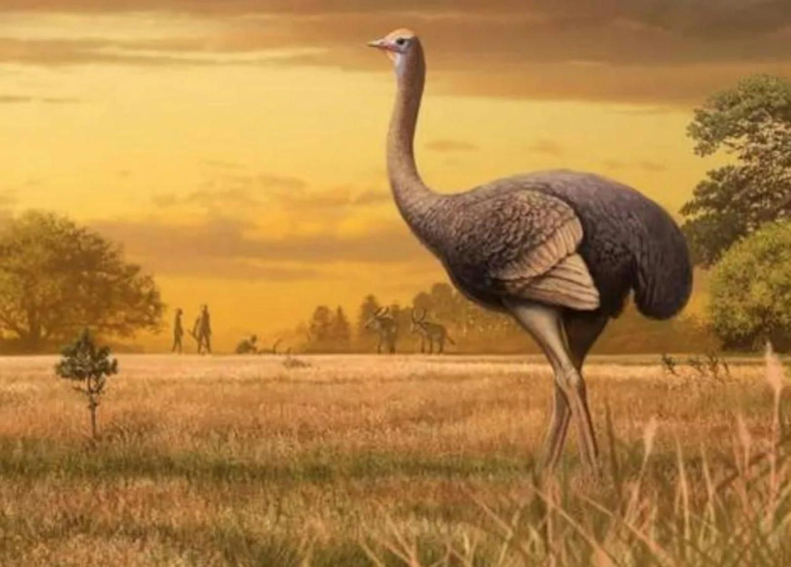 Riesenvogel aus Urzeit mit halber Tonne  entdeckt