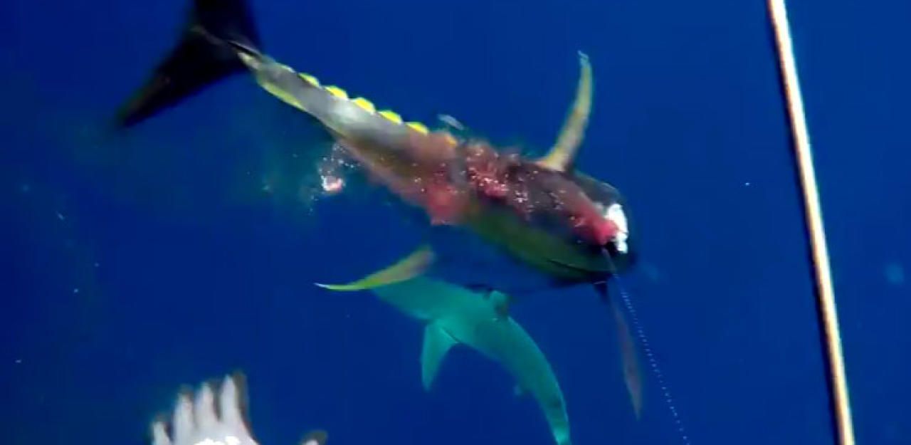 Heute.at - Hier kämpft ein Taucher mit zwei wilden Haien