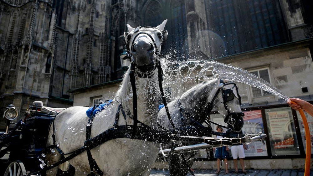 Hitzefrei für Fiaker: Ja oder Nein? - Leser | heute.at