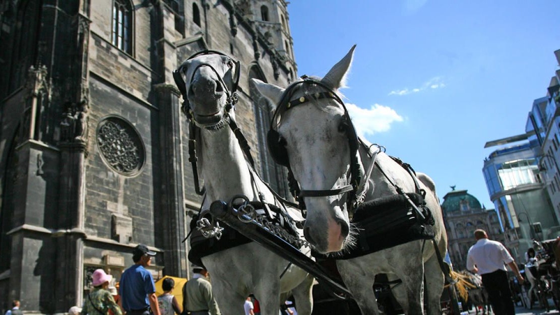 Fiakerpferde schwitzen vorm Steffl