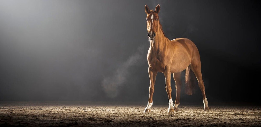 Schwerer Reitunfall im Bezirk Melk.