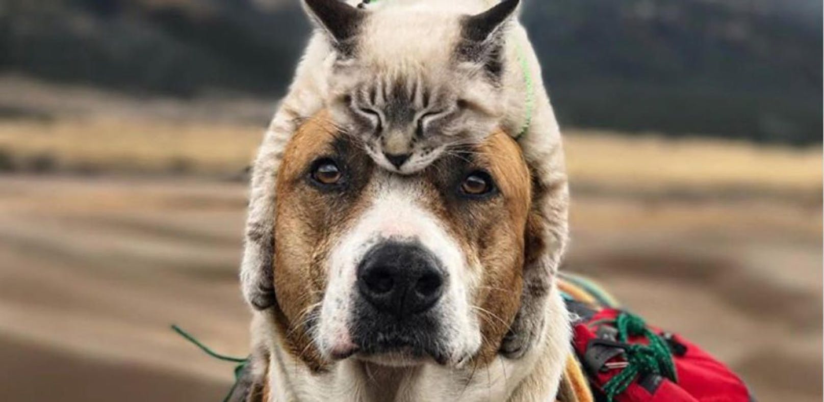 Hier gehen Hund und Katz auf Weltreise