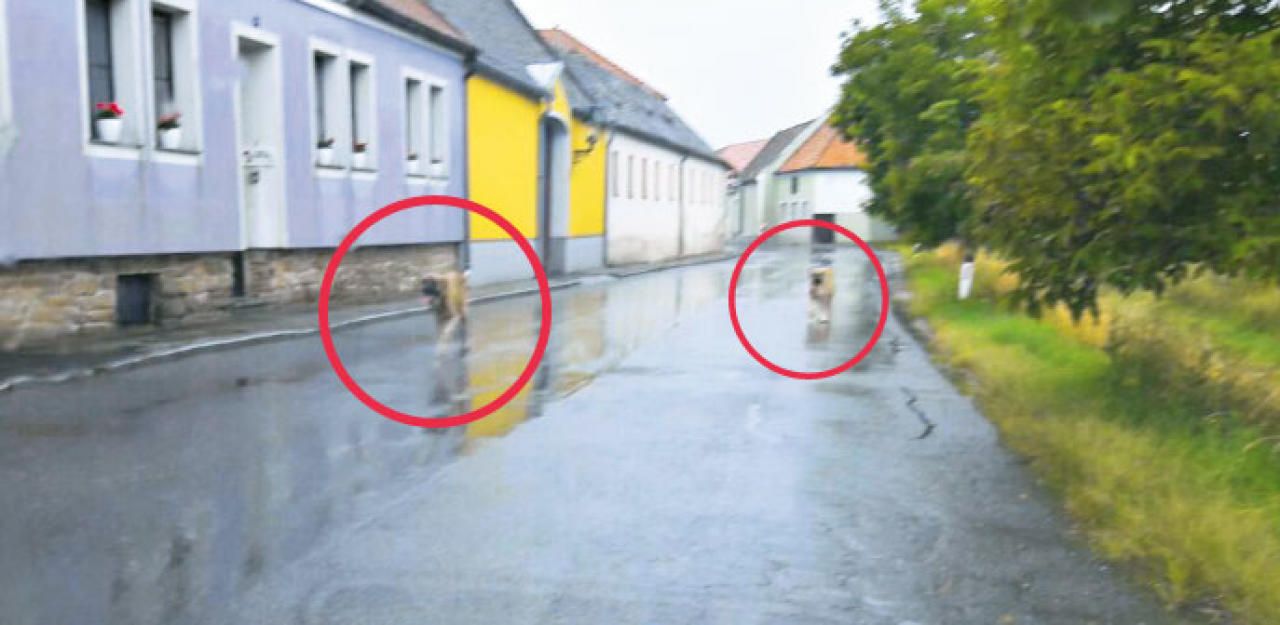 Heute.at - Kangals bissen Hauskatze und zwei Hühner tot