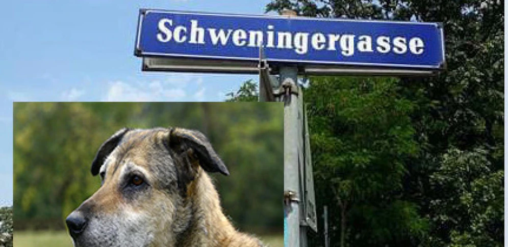 Ein Hund fiel 72-Jährigen an (es handelt sich um ein Symbolfoto, hat nichts mit der Rasse zu tun).