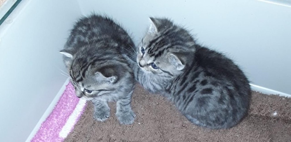 Diese beiden Kleinen überlebten.