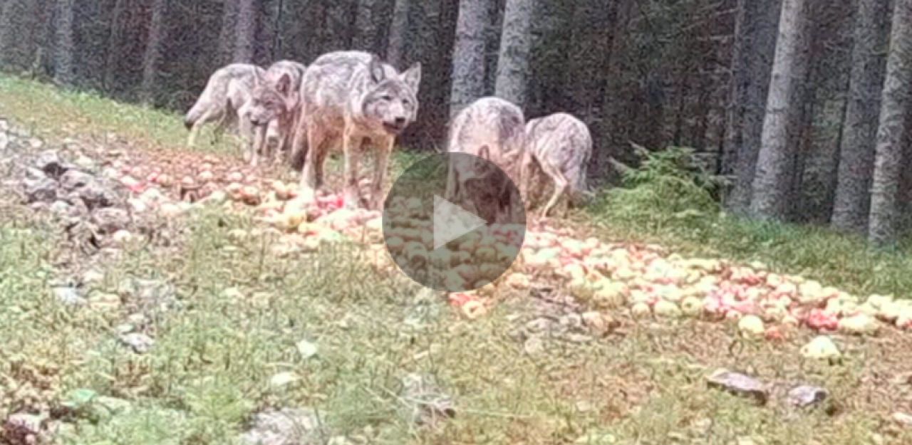 Wölfe kommen immer näher an Wien heran – Österreich | Heute.at