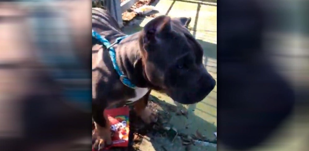 "Skittles" war ohne Besitzer an der Raststätte.