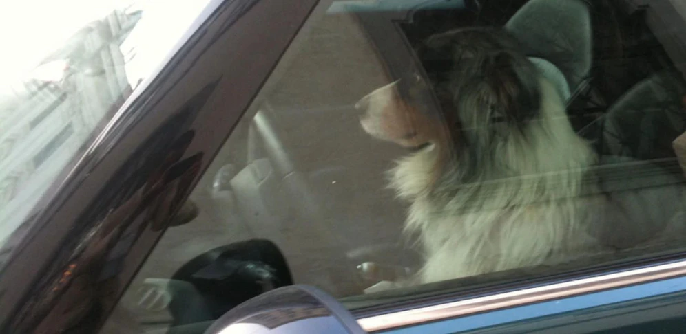 Für den Hund kam jede Hilfe zu spät.