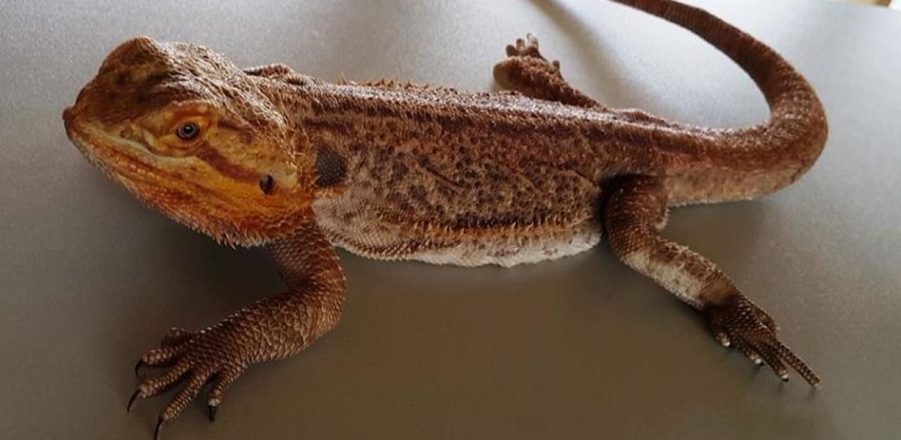 Heute.at - Ausgesetzt: Wauzi fand auf Wiese seltenes Reptil