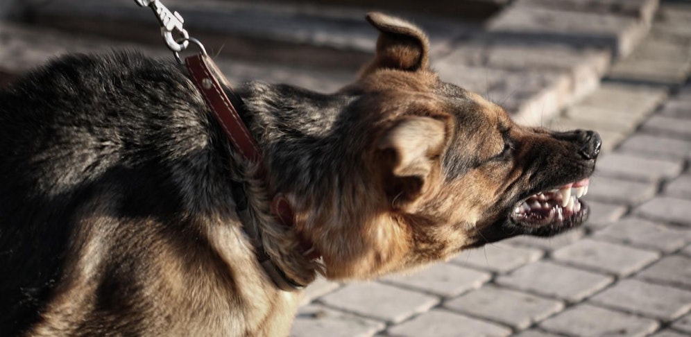 Schäferhund (Symbolbild)