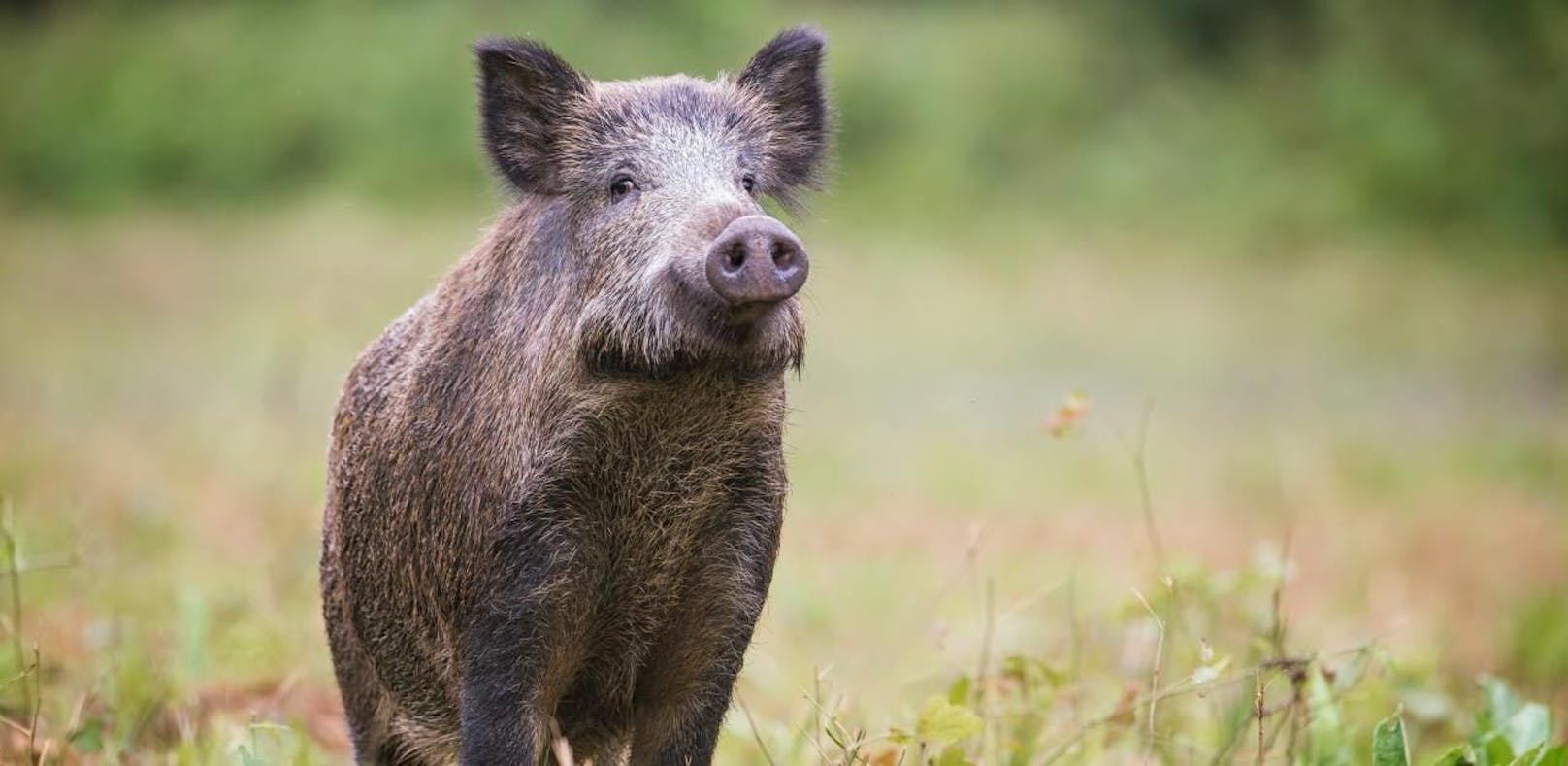 Wildschweinspuren wurden in der Stadt Baden entdeckt.