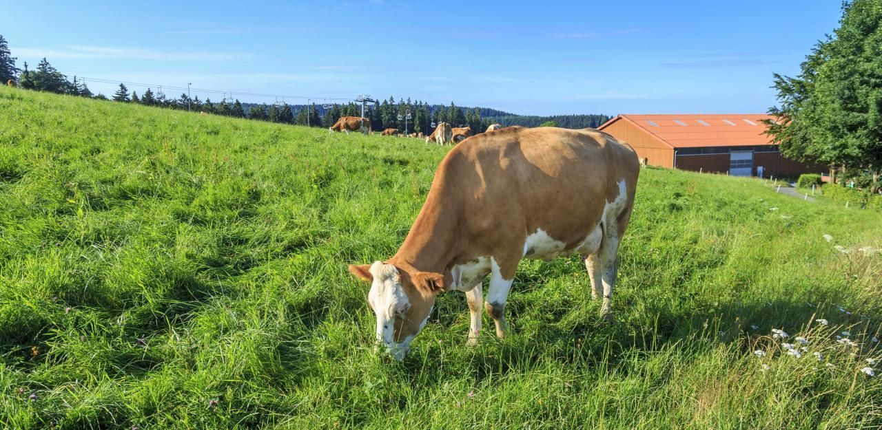 Heute.at - Kuh ging auf Wanderer los – Zwei Verletzte