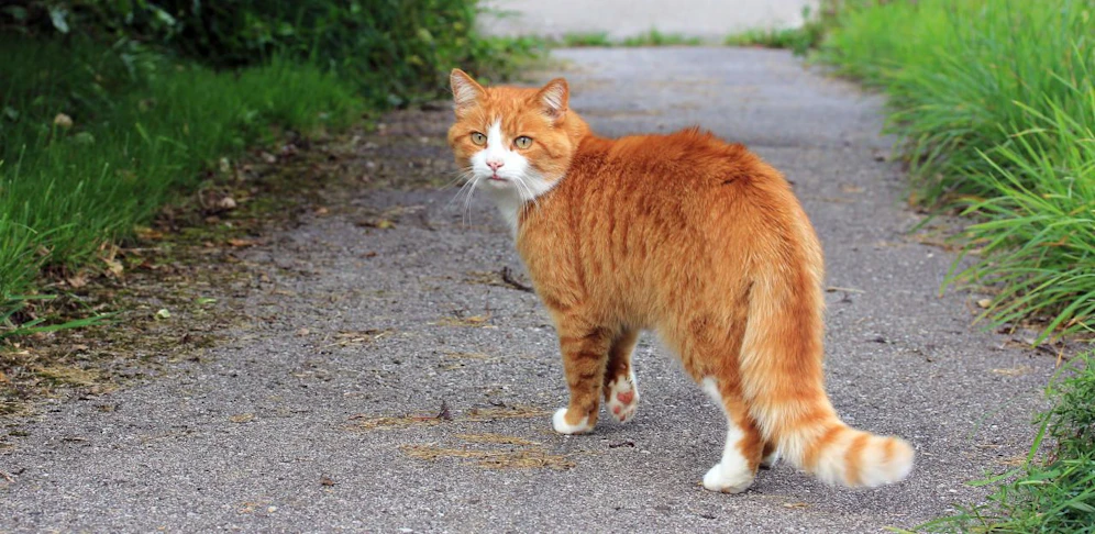 Eine Katze verursachte am Lavantufer Radweg einen Unfall mit zwei verletzten Sportlern.