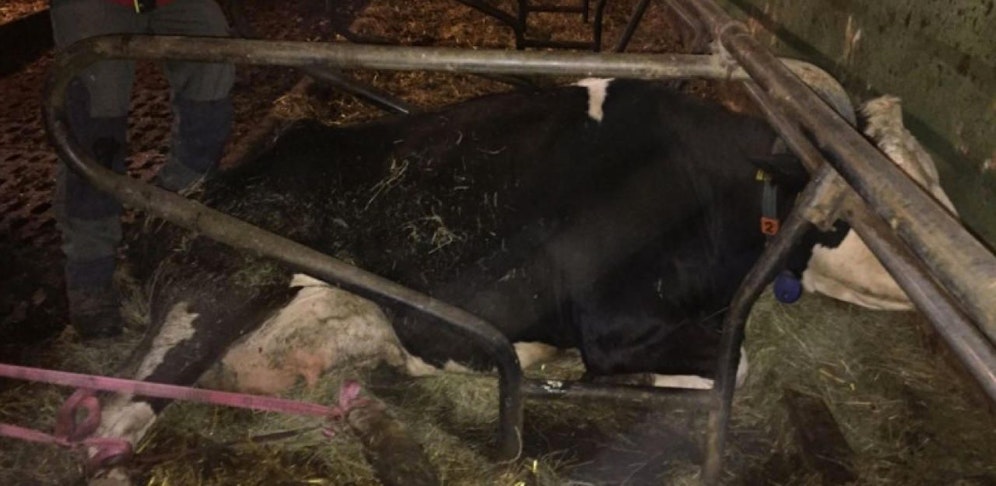 Der Kuh wurde wieder aufgeholfen.