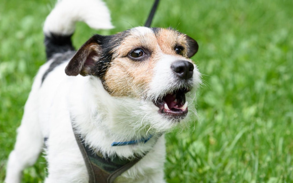Ein Jack Russell Terrier. Symbolfoto