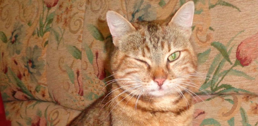 Ein Tierquäler hatte die Mietze schwer misshandelt