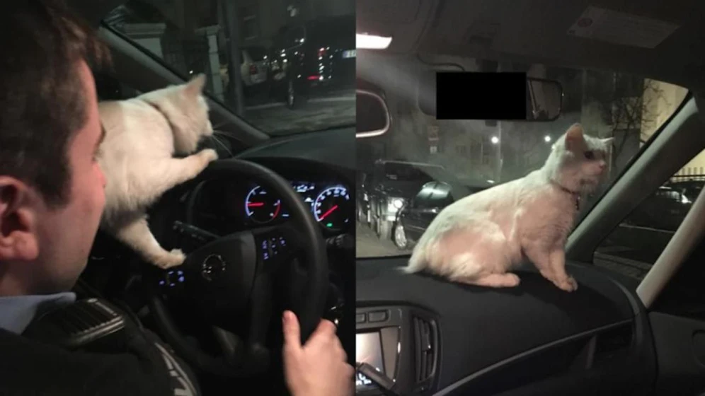 Kater "Patxi" wollte gleich selbst mit dem Polizeiauto nach Hause fahren