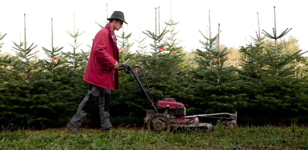 Die Hitzewelle lässt auch die heimischen Christbaumbauern nicht kalt.