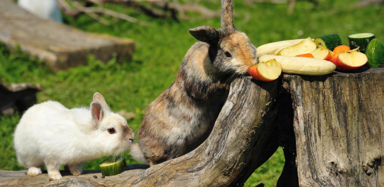 Tierschützer fanden drei ausgesetzte "Osterhasen"