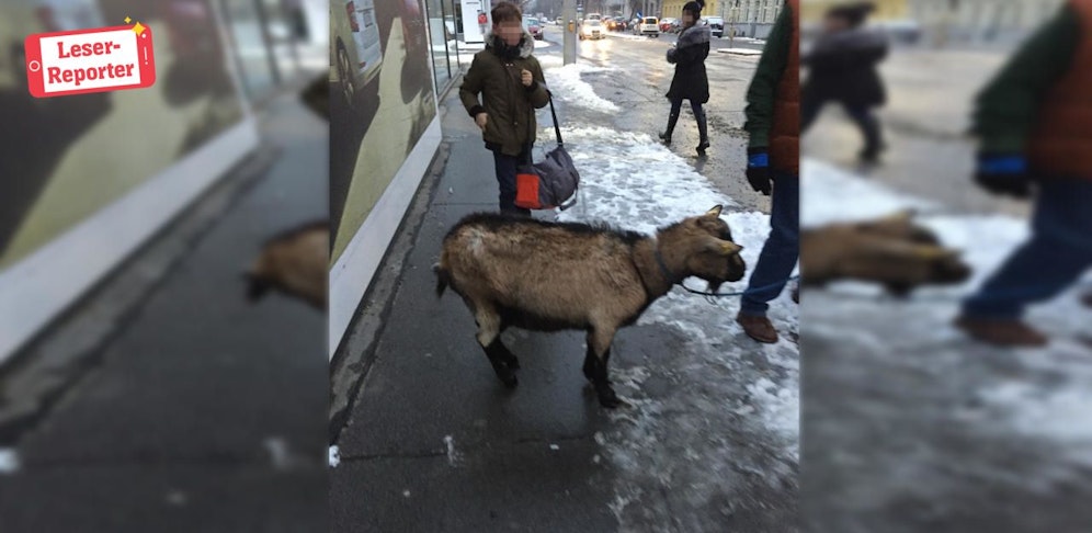 Ein gemütlicher Spaziergang mit der Ziege. 