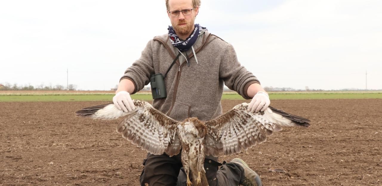 Heute.at - Giftköder: Wieder extrem seltener Seeadler getötet!