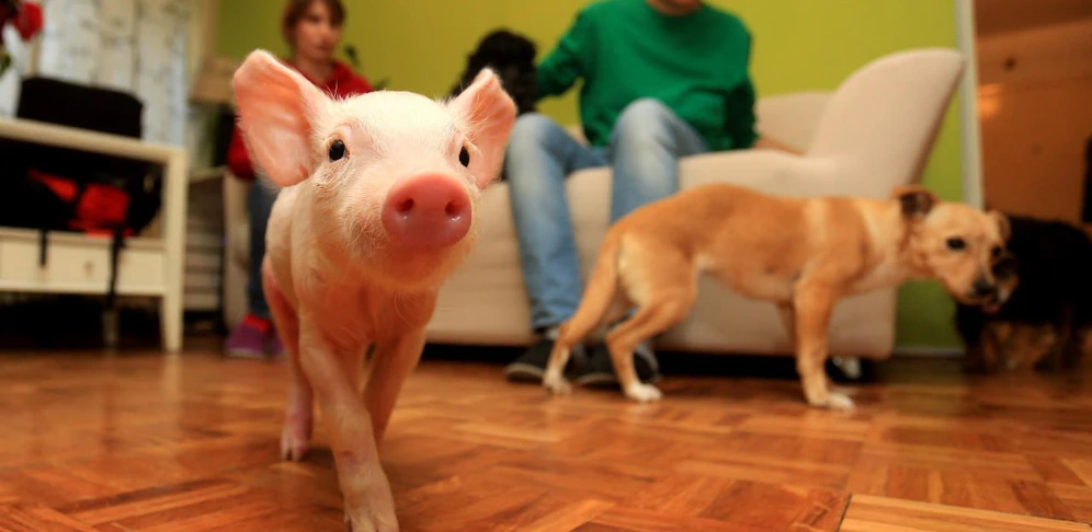 Den Hund kuscheln und das Ferkel schlachten. Könntest du das?