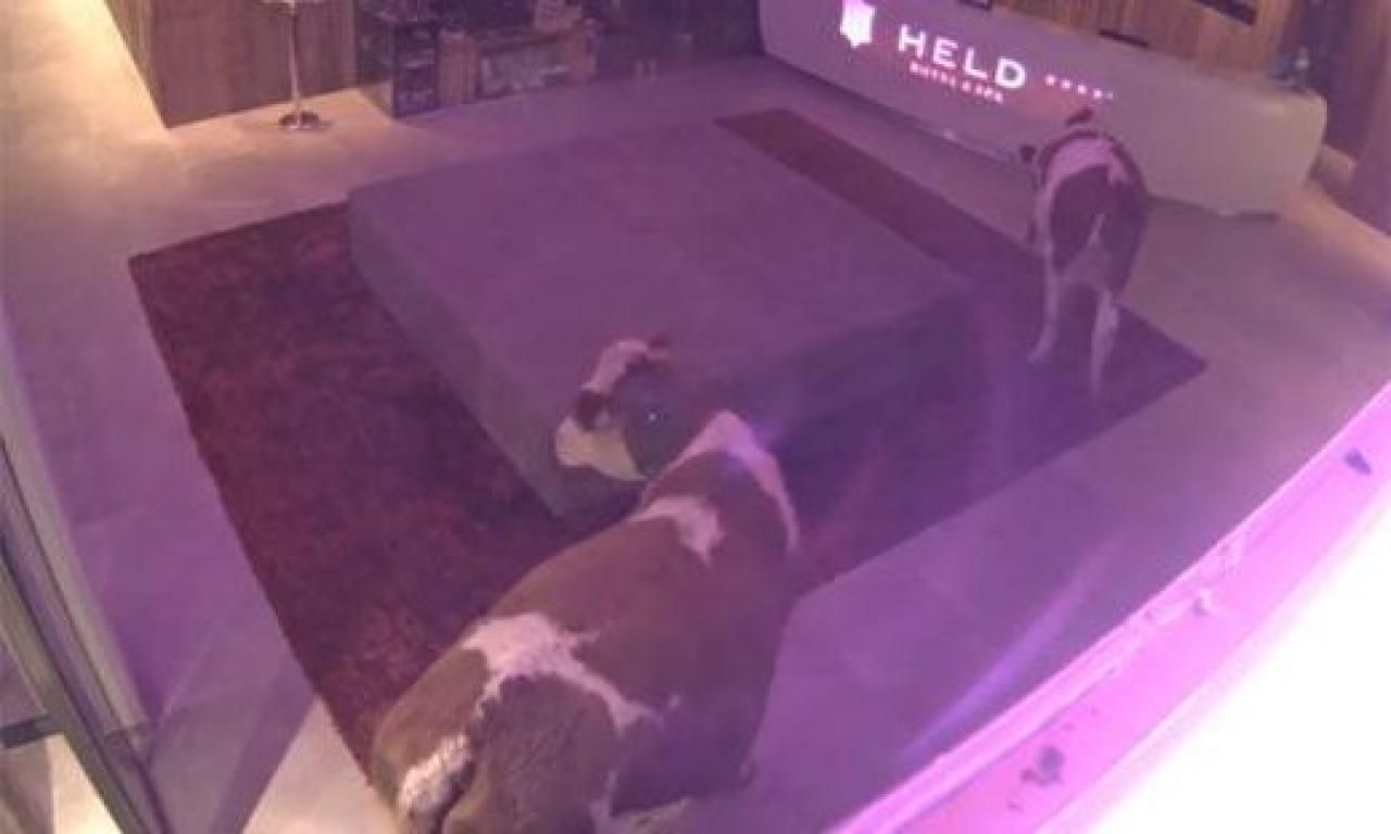 Heute.at - Muhs das sein? Kühe verirren sich in Hotellobby