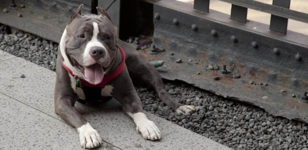 Kampfhund an der Leine (Archivfoto)